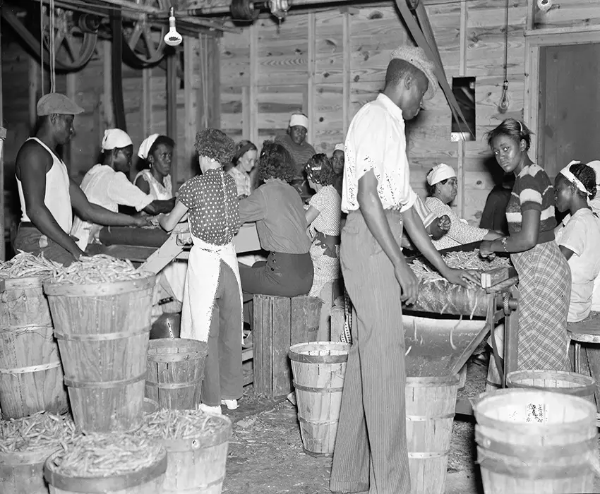 Black men and Black women working together processing food from the farm